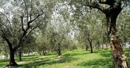 Προστασία ελιάς με ασβέστη, ψευδάργυρο, βόριο και θείο