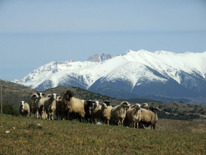 Ευρωπαϊκή Εισαγγελία Αθήνας: Μηνυτήρια αναφορά για επιδοτήσεις-απάτη 2,9 εκατ. ευρώ