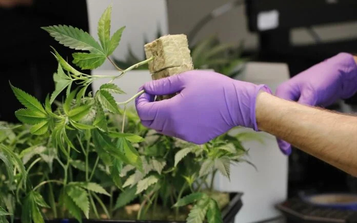 Υπουργική Απόφαση θα επιτρέπει στους τουρίστες στην Ελλάδα να λαμβάνουν τη θεραπεία τους με φαρμακευτική κάνναβη