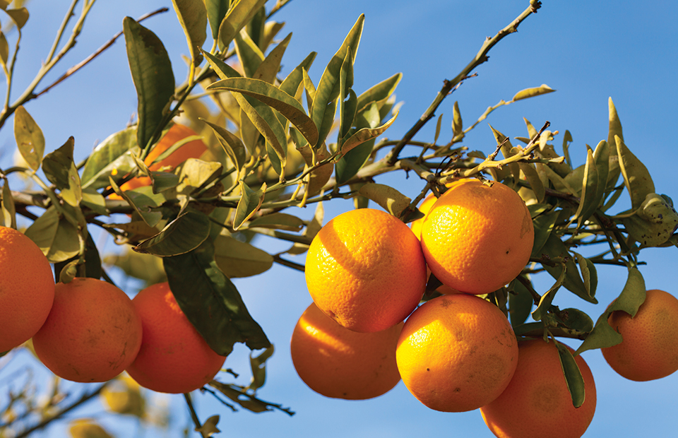 Ευάλωτα σε κορυφοξήρα και ανθράκωση τα εσπεριδοειδή τον χειμώνα