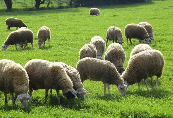 Aνακοίνωση για ιδιοκτήτες κτηνοτροφικών εκμεταλλεύσεων – μέτρα προφύλαξης ζωικού κεφαλαίου από φυσικές καταστροφές