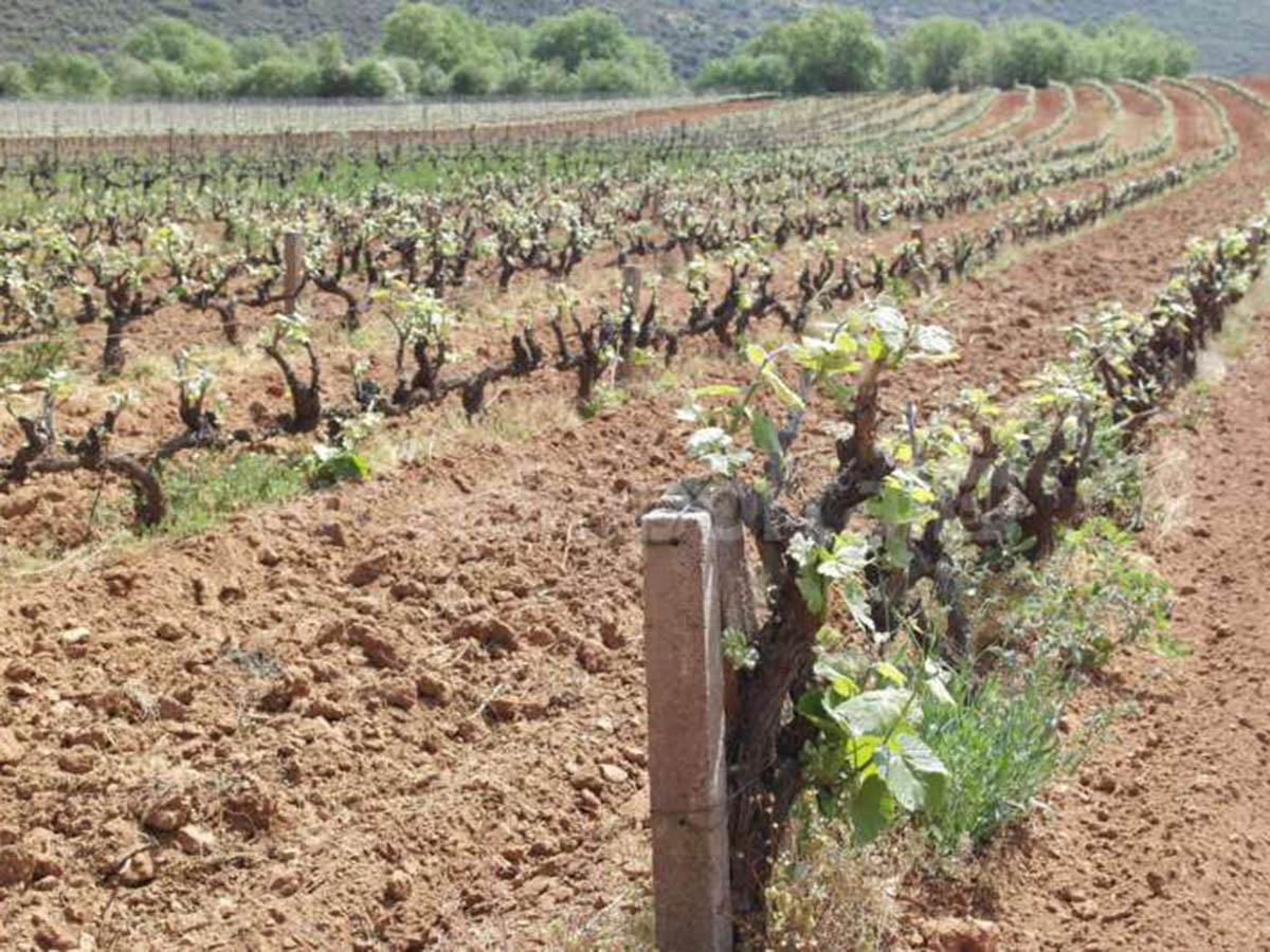 Ηλεκτρονική Υποβολή Δηλώσεων Συγκομιδής | Υποχρεώσεις και Προθεσμίες για Αμπελουργούς
