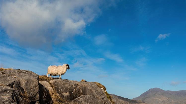 ΕΙΔΗΣΕΙΣ ΓΕΩΤΕΕ: Η πανώλη απειλεί την επισιτιστική ασφάλεια