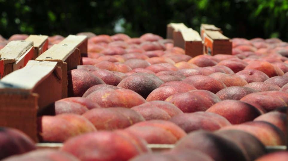 Βόρεια Ελλάδα: Χιλιάδες στρέμματα με παραμορφωμένα ροδάκινα, νεκταρίνια και βερίκοκα