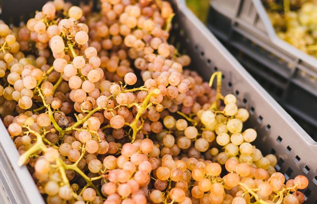 «Υποβολή δηλώσεων συγκομιδής σταφυλιών για το έτος 2024 μέσω των ψηφιακών εφαρμογών του ΥΠΑΑΤ»