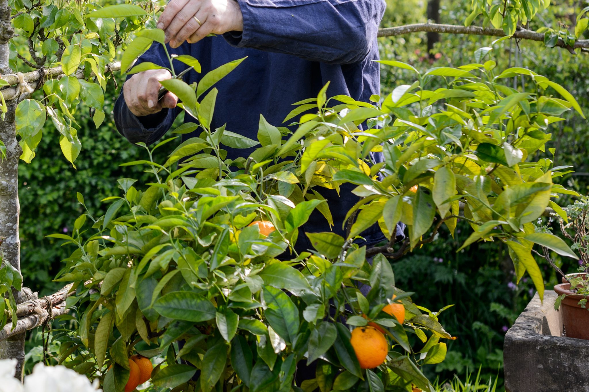 Σοβαρός κίνδυνος προσβολής πρώϊμων πορτοκαλιών και μανταρινιών από τη μύγα Μεσογείου