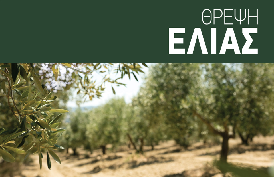 Ελιά: Πως να αυξήσουμε μέγεθος, βάρος καρπών και απόδοση σε λάδι
