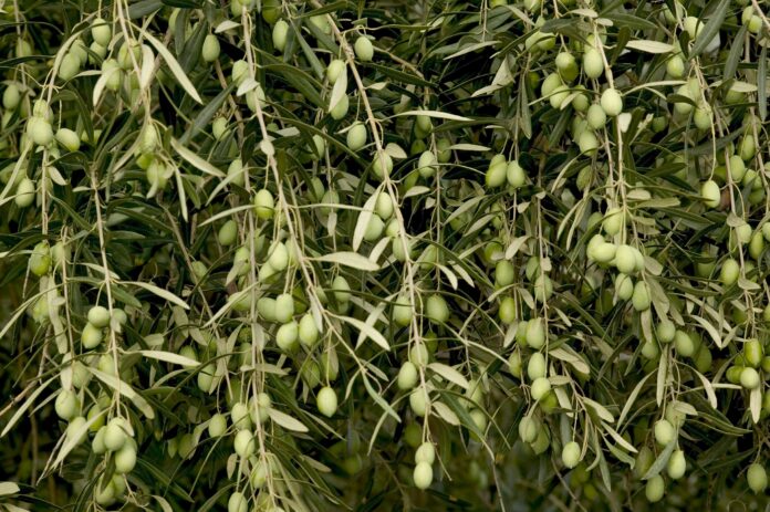 Μαλλί προβάτου για λίπανση και φύλλα ελιάς για ζωοτροφές