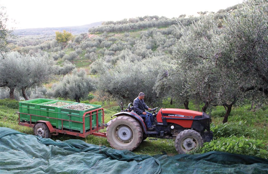Επιδότηση 95 έως 125 ευρώ το στρέµµα για τους ελαιώνες