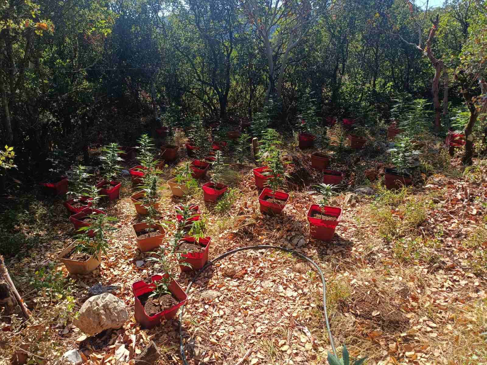 Φυτεία κάνναβης από τρεις λαθρομετανάστες-αναμενόμενα έσοδα 3,1 εκατ. ευρώ