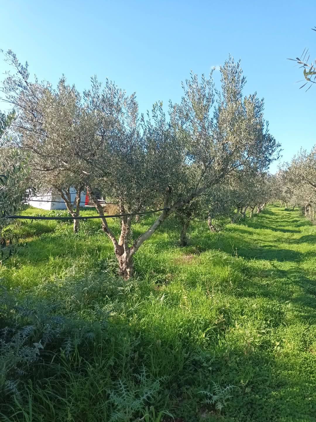 Νεάπολη, πωλούνται ελαιόδενδρα κορωνέϊκης ποικιλίας