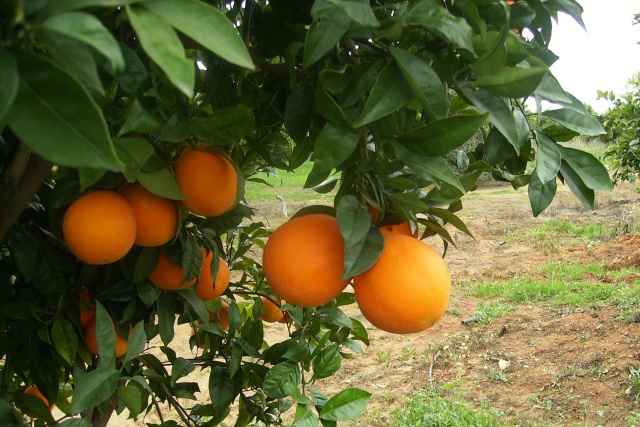 Δύο νέες ποικιλίες πορτοκαλιάς και μία βελτιωμένη από τα εργαστήρια του ΕΛΓΟ-Δήμητρα