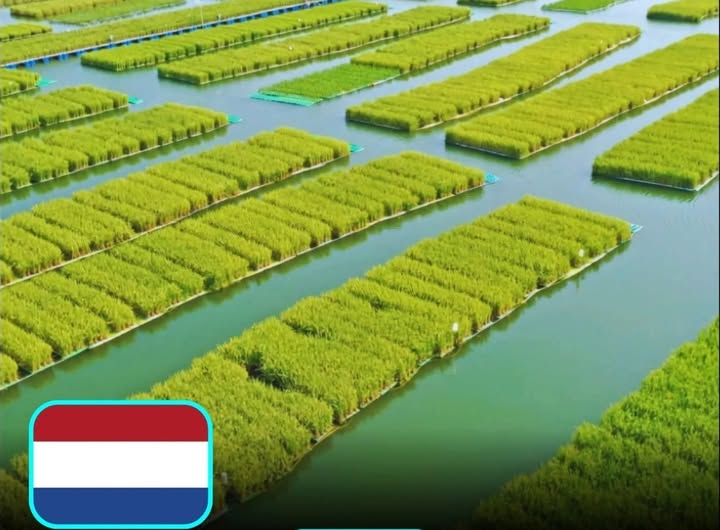 Πλωτές Φάρμες στην Ολλανδία