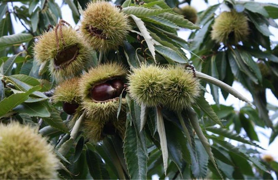 Χωρίς κάστανα ο φετινός χειμώνας στην Ελλάδα, αναμένεται μείωση έως και 90% στην παραγωγή