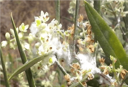 Βαμβακάδα της ελιάς: Ήπια αλλά ανεπιθύμητη ασθένεια 