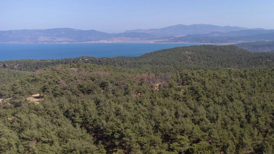 Παγκόσμια Ημέρα Δασών: Η δασική κάλυψη της Ελλάδας