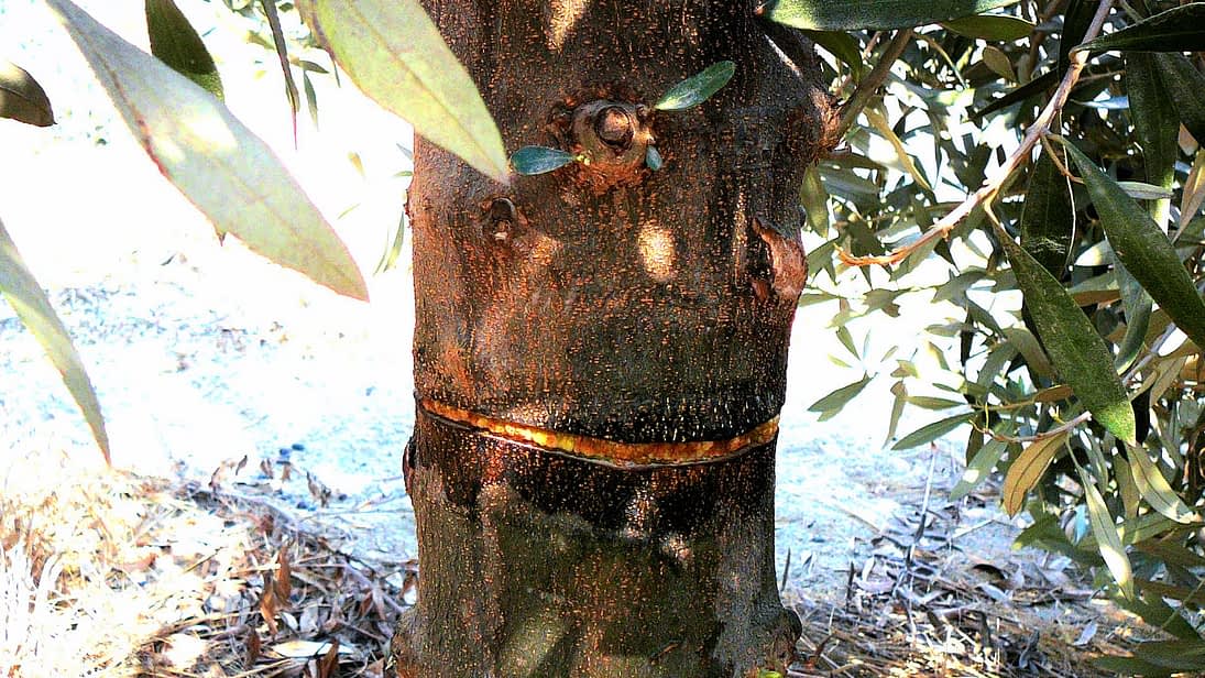 Η δακτυλίωση το μυστικό για υψηλή παραγωγή ελαιολάδου με μειωμένες ώρες ψύχους