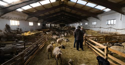 Νέο ψηφιακό σύστημα ιχνηλάτησης αιγοπροβάτων με ηλεκτρονικούς βώλους