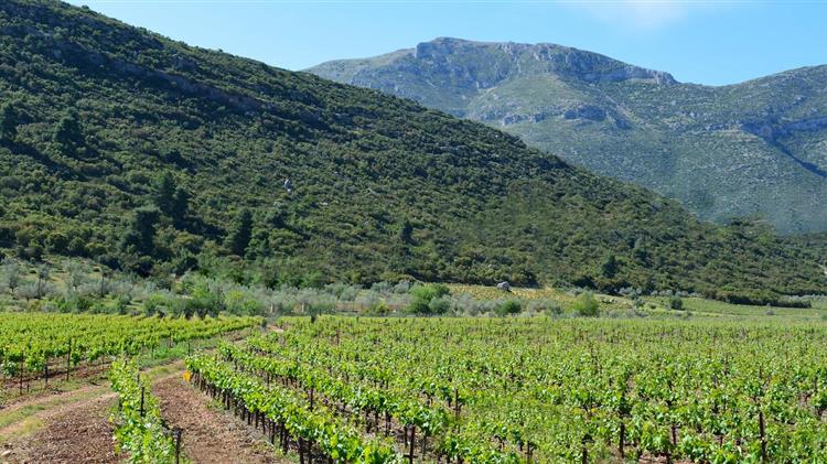 Εχθροί και ασθένειες του αμπελιού