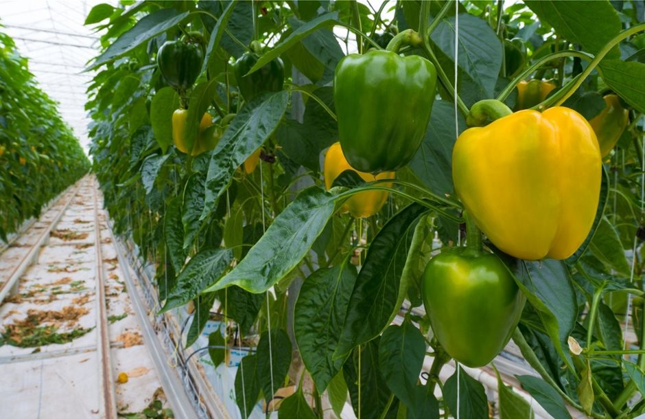 Ευέλικτη χρηματοδότηση Πειραιώς για επενδύσεις σε σύγχρονα θερμοκήπια