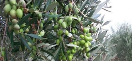 Ενημέρωση για το γλοιοσπόριο της ελιάς και την δακοκτονία