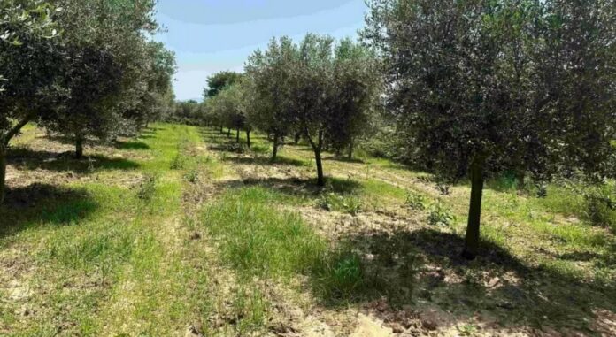 Η σημασία της χλωρής κάλυψης στον ελαιώνα