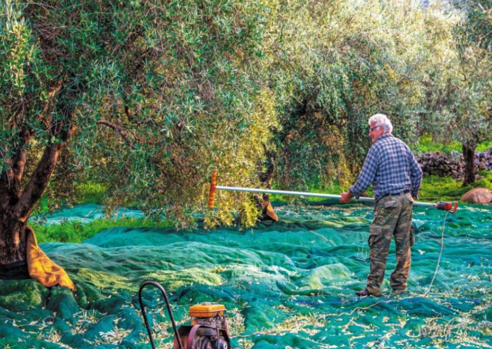 Το Σάββατο 26/9 ξεκινά η Ελαιοσυγκομιδή στους Αγ. Αποστόλους Νεάπολης Λακωνίας