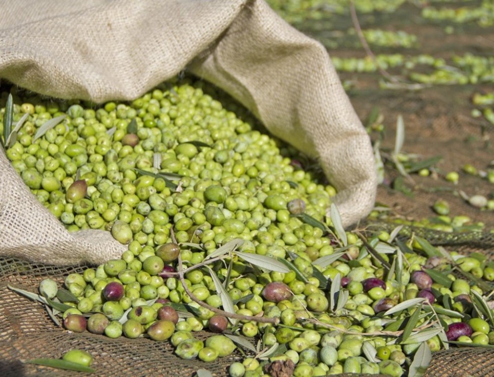 Ελιές και ελαιόλαδο: Εξαγωγικές ευκαιρίες στην αγορά της Αυστραλίας για τους Έλληνες παραγωγούς