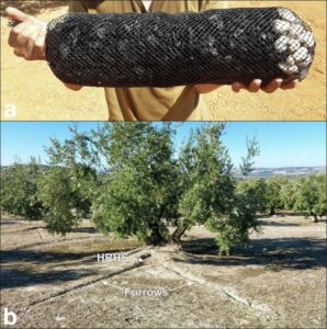 Ισπανική καινοτομία για θερινό πότισμα ελιάς