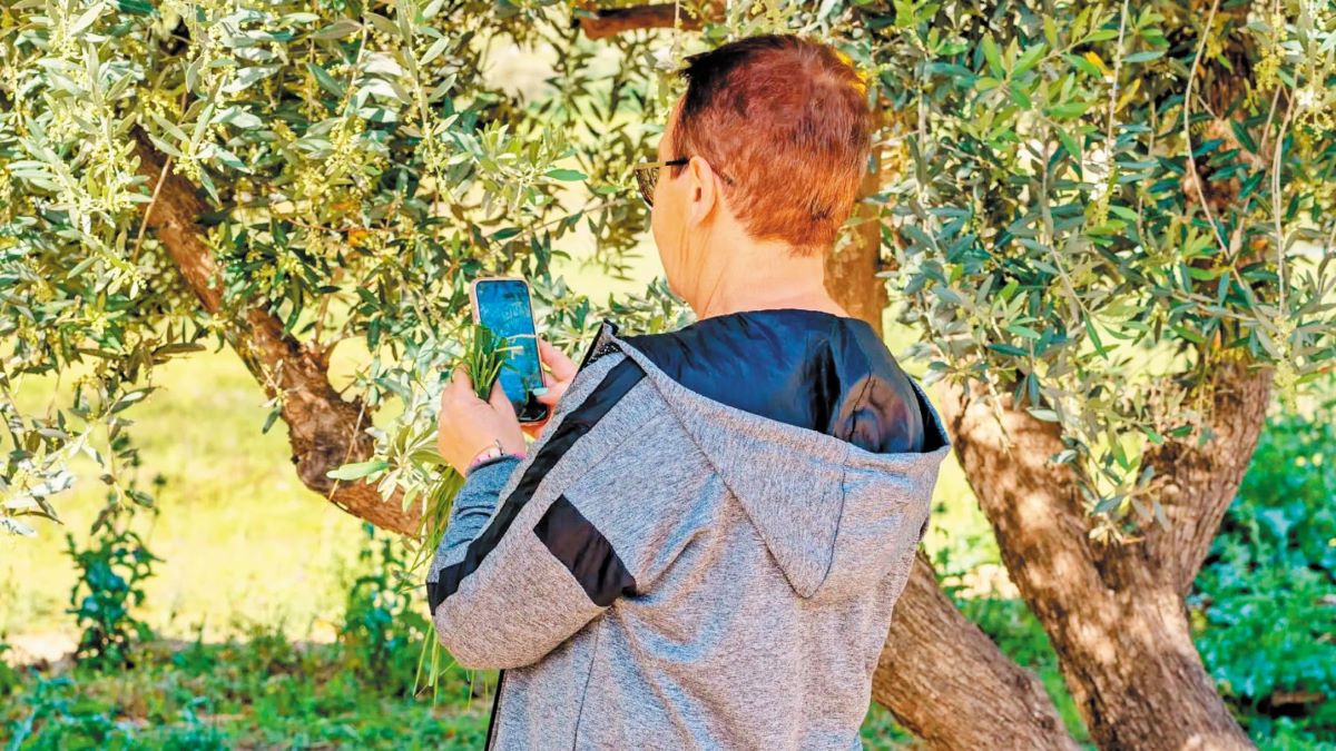 Πρόβλεψη ελαιοσυγκομιδής με Τεχνητή Νοημοσύνη-ακρίβεια 90%