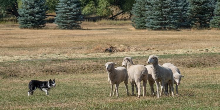 Ο ρόλος των Δήμων στην υγειονομική ταφή νεκρών ζώων 