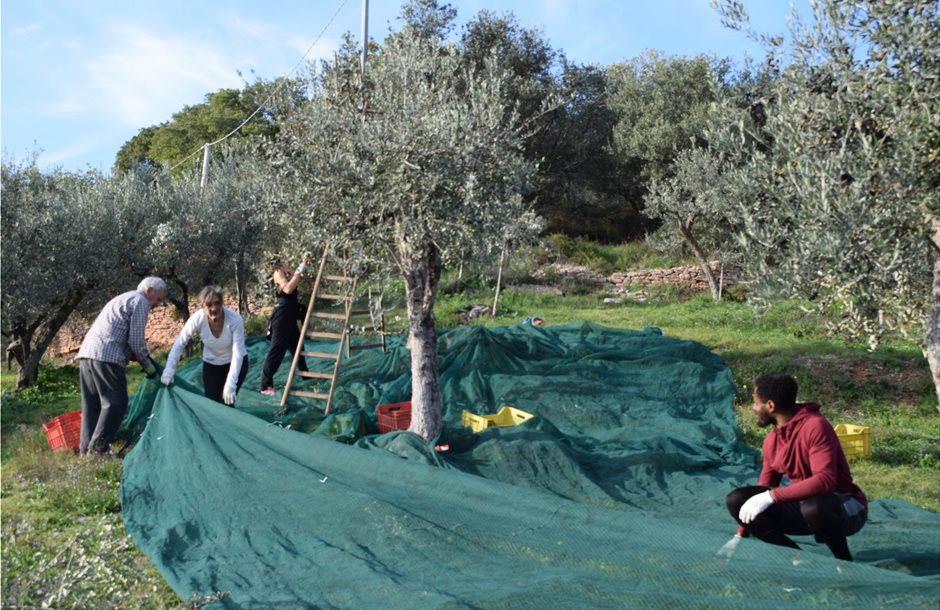Γεννήτριες, ελαιόπανα, πλυστικά µηχανήµατα με 50%-60% ενίσχυση στα νέα Σχέδια Βελτίωσης