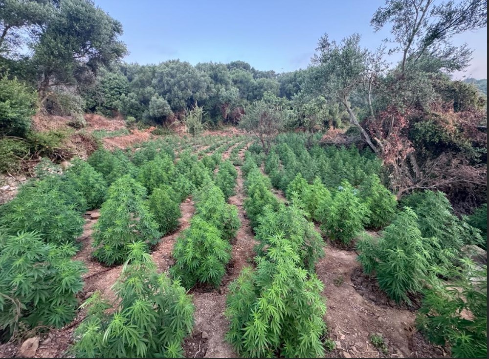 Εντοπίστηκε μεγάλη φυτεία δενδρυλλίων κάνναβης, με αναμενόμενα έσοδα 1,5-2,3 εκατ. ευρώ