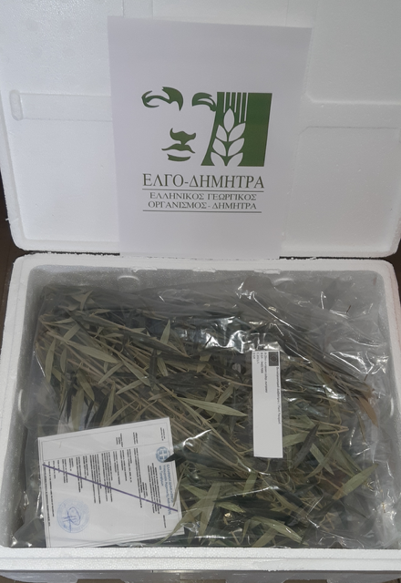 ΕΛΓΟ-ΔΗΜΗΤΡΑ: Πολλαπλασιαστικό υλικό 13 ποικιλιών ελιάς