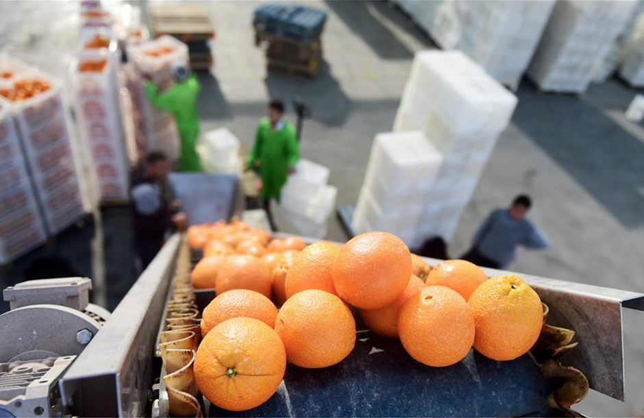Αύξηση 15,8% στις ελληνικές εξαγωγές νωπών φρούτων και λαχανικών 