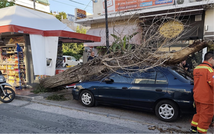 Νομικό πλαίσιο -Ευθύνες Δήμων για πτώσεις δέντρων σε κοινόχρηστους χώρους