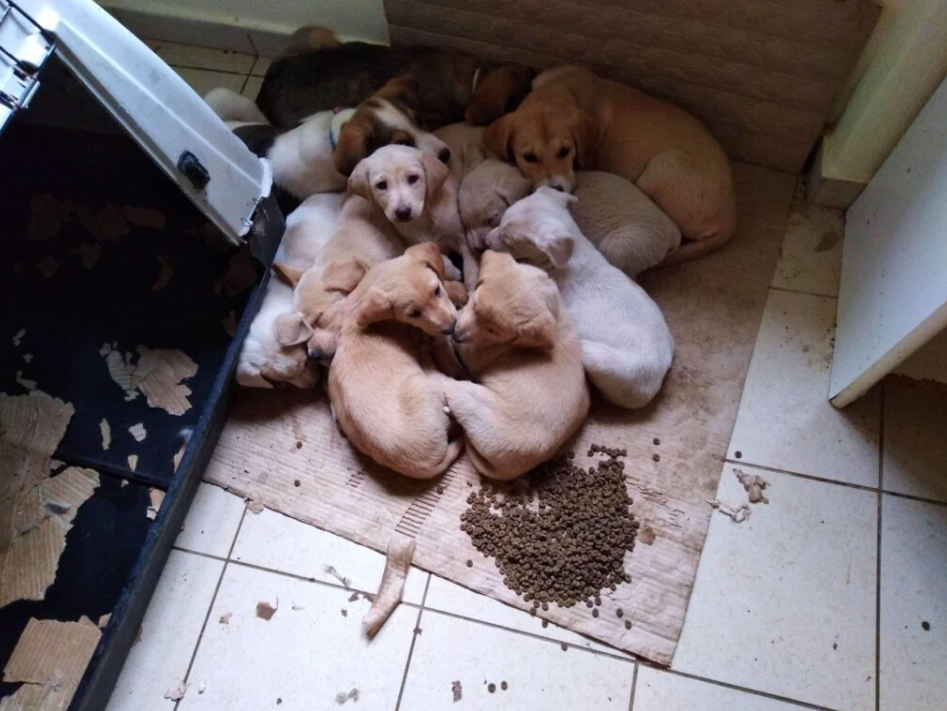 Συνελήφθη 53χρονη που “φιλοξενούσε” 153 αδέσποτα ζώα