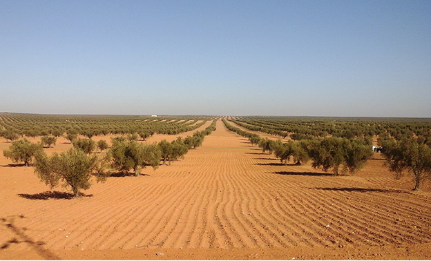 Τα μυστικά επιτυχίας του ελαιολάδου της Τυνησίας-σύγκριση με την Ελλάδα