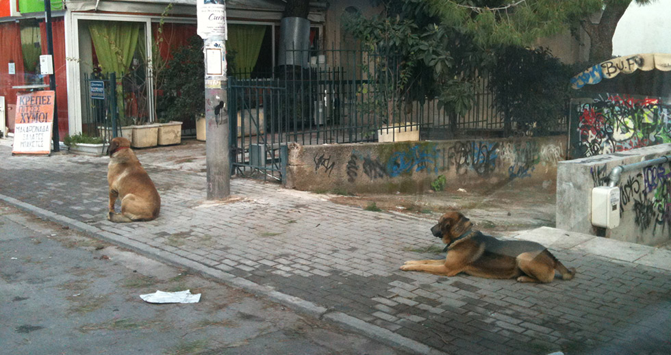 Επιχορήγηση των Δήμων για δαπάνες σήμανσης και στείρωσης αδέσποτων