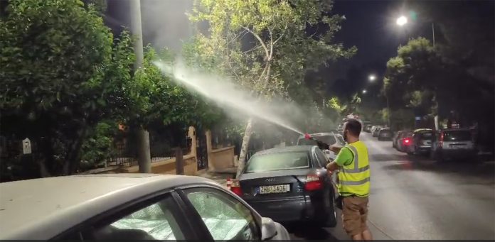 Κίνδυνος για το πράσινο των Δήμων ο Μαύρος Ακανθώδης Αλευρώδης των εσπεριδοειδών