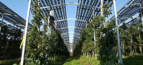 Η Πειραιώς ενισχύει τις επενδύσεις σε αγροφωτοβολταϊκούς σταθμούς