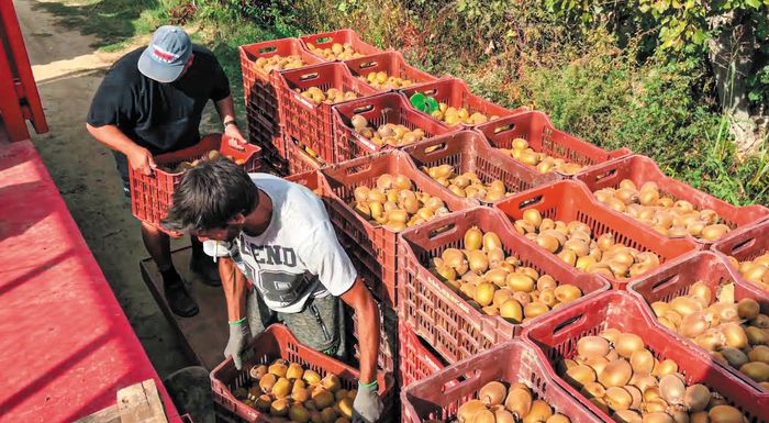 Εξαρθρώθηκε κύκλωμα εμπορίας αλλοδαπών εργατών γης