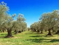 Ελαιόλαδο: Κατανάλωση σε 198 χώρες, παγκόσμια αύξηση ελαιώνων