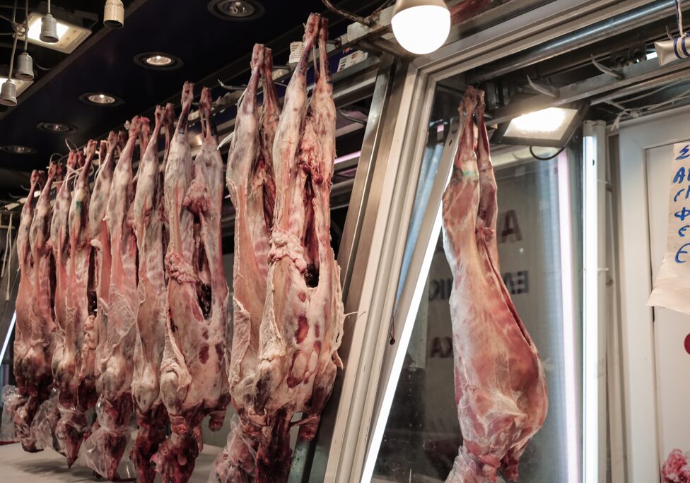 Δήμος μοιράζει αρνιά ενόψει Πάσχα