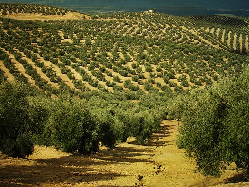 Ασβέστιο στους ελαιώνες: Το “μυστικό” για πιο χοντρές ελιές και περισσότερο λάδι