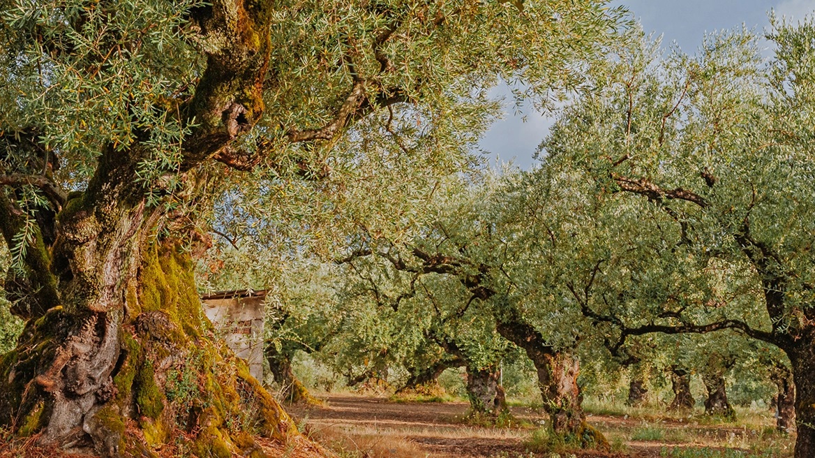 Δακοκτονία μέσω δορυφόρου σχεδιάζουν οι Ισπανοί