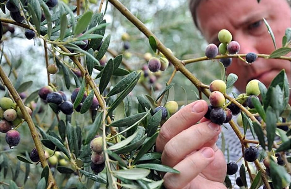 Μένει στο 2% η Εισφορά Δακοκτονίας στο παραγόμενο ελαιόλαδο