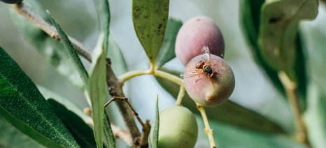 Ελιά: Προειδοποίηση για την σχέση δάκου και γλοιοσπορίου