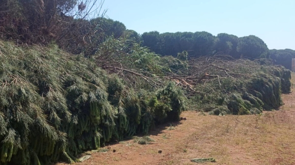 Πράσινο Ταμείο: Ενίσχυση πυροπροστασίας σε Δήμους με περιαστικά δάση