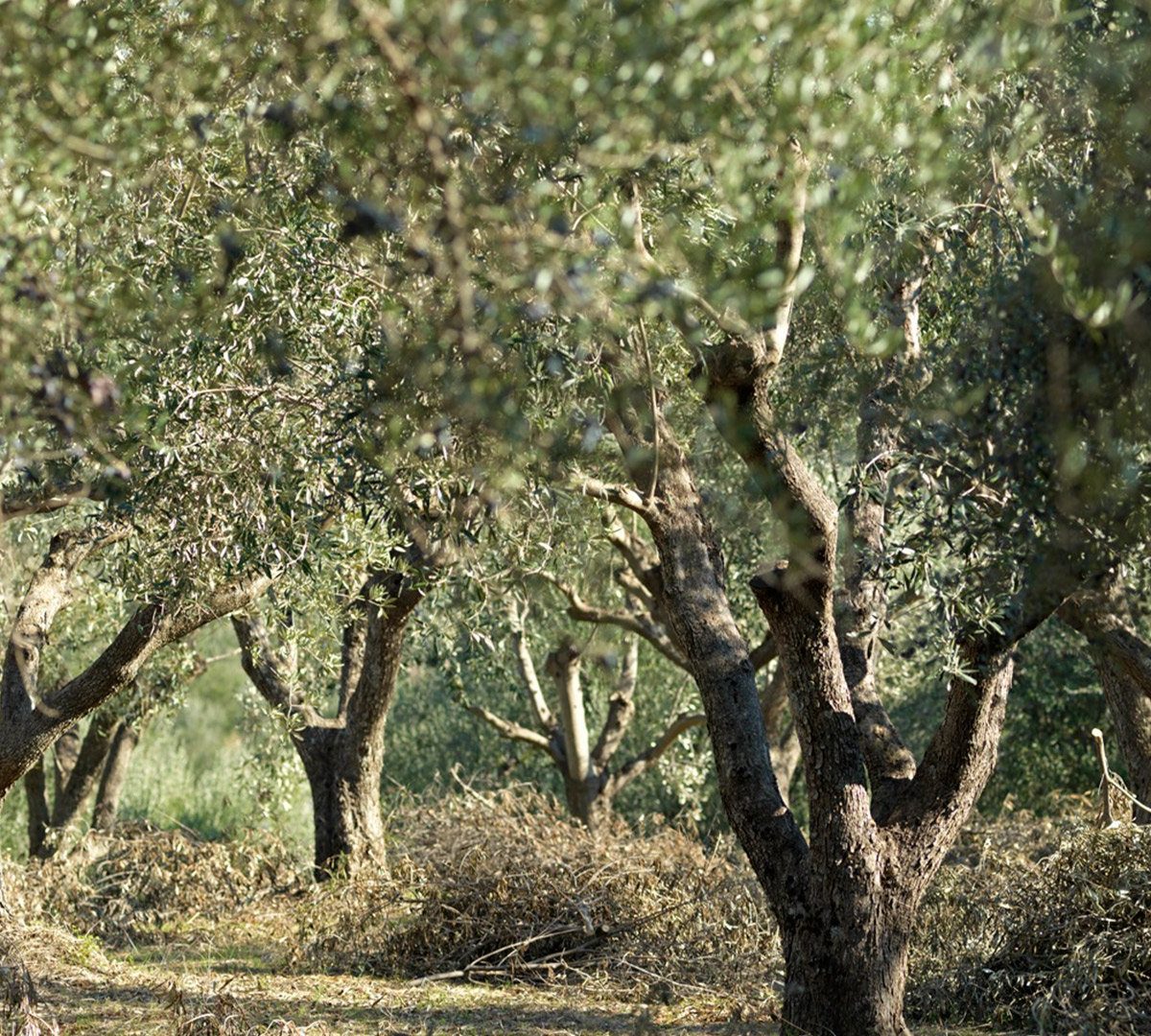 Έρευνα: Χαρτογράφηση κατάλληλων περιοχών για ελαιοκαλλιέργεια